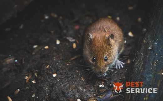 Дератизация в Люберцах